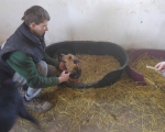 hunde172 hunde172