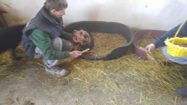 hunde173 hunde173