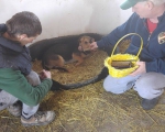 hunde174 hunde174