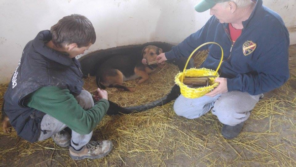 hunde174 hunde174