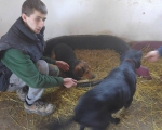 hunde176 hunde176