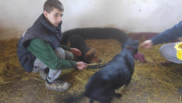 hunde176 hunde176