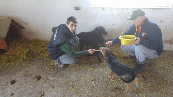 hunde177 hunde177