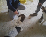 hunde85 hunde85