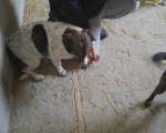 hunde86 hunde86