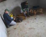 hunde87 hunde87