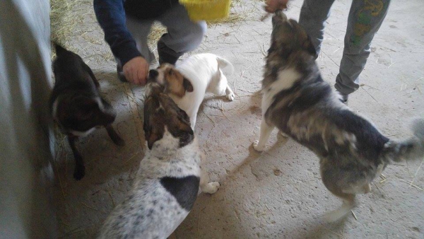 hunde88 hunde88
