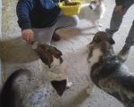 hunde89 hunde89