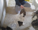 hunde92 hunde92