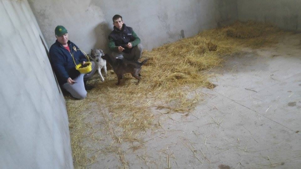 hunde94 hunde94