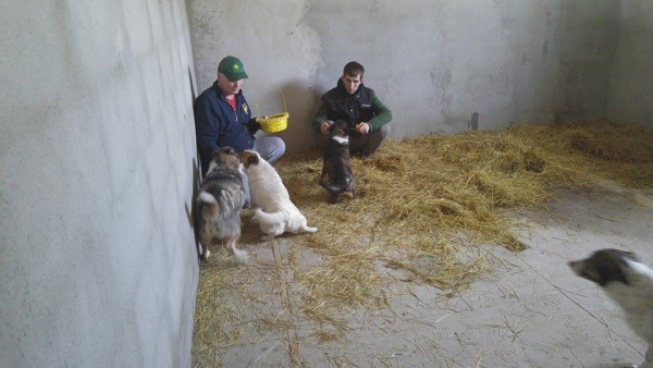 hunde96 hunde96