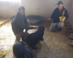 Hunde192 Hunde192