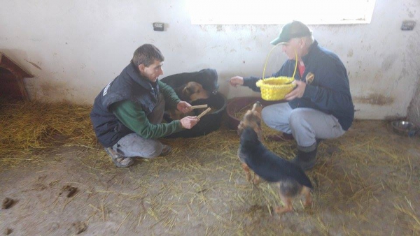 hunde178 hunde178