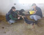 hunde179 hunde179