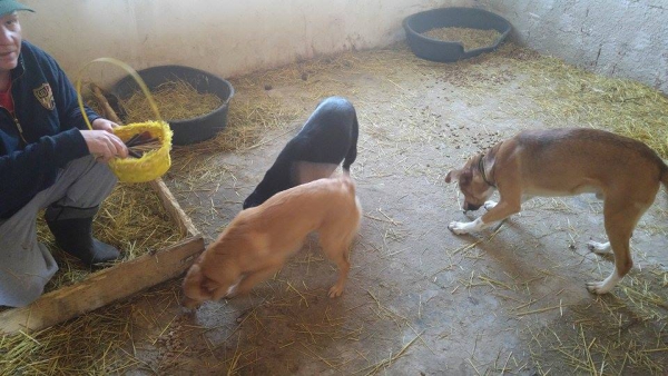 hunde180 hunde180