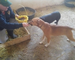 hunde182 hunde182