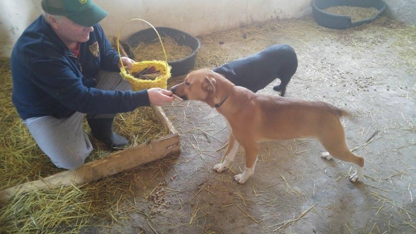 hunde182 hunde182