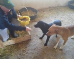 hunde183 hunde183