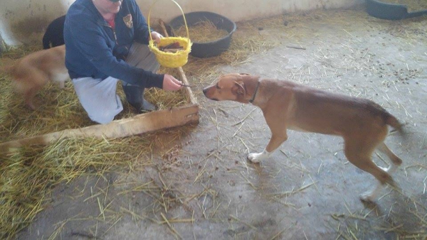 hunde184 hunde184