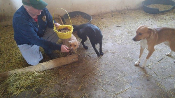 hunde185 hunde185