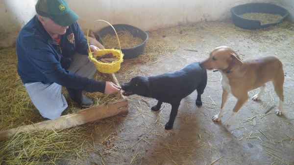 hunde186 hunde186