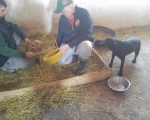 hunde187 hunde187