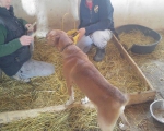 hunde190 hunde190