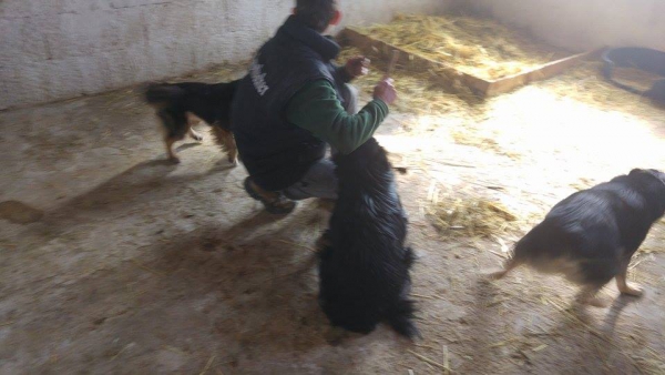 hunde191 hunde191