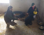 hunde193 hunde193