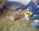 hunde198 hunde198