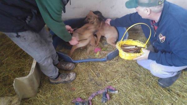 hunde199 hunde199