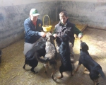 hunde2015 hunde2015