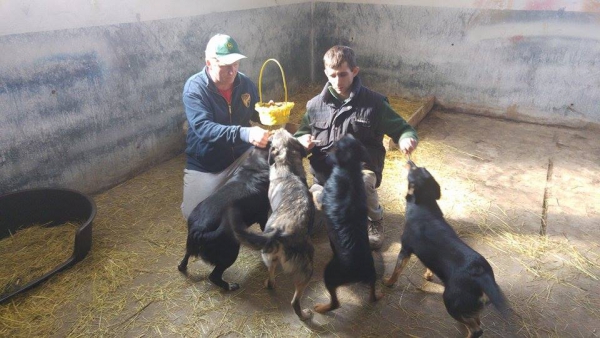 hunde2015 hunde2015