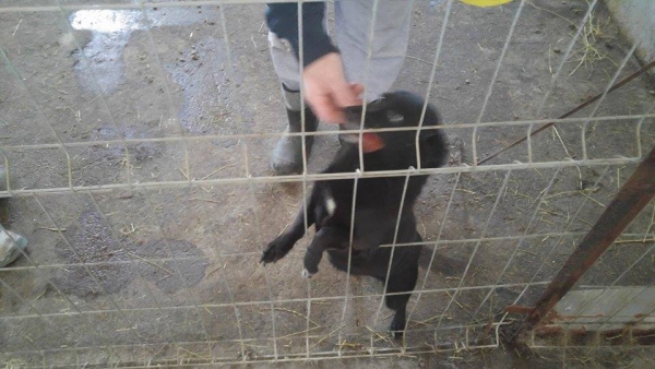 hunde203 hunde203