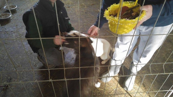 hunde207 hunde207