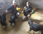 hunde210 hunde210