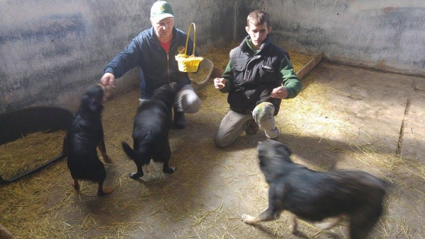 hunde210 hunde210