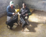 hunde211 hunde211