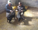 hunde212 hunde212