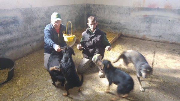 hunde213 hunde213