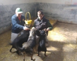 hunde216 hunde216