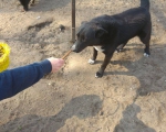 hunde217 hunde217