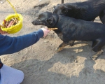hunde219 hunde219