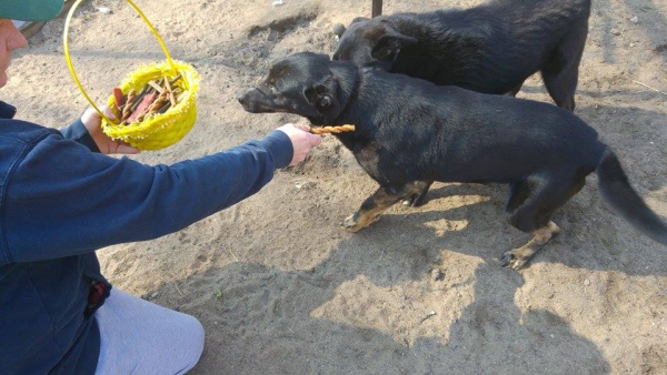 hunde219 hunde219