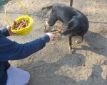 hunde220 hunde220