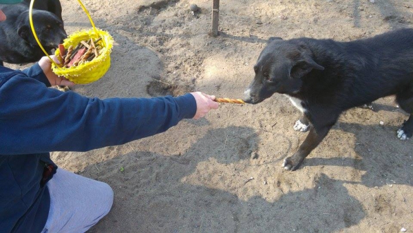 hunde221 hunde221