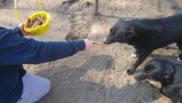 hunde222 hunde222