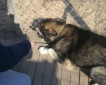 hunde223 hunde223
