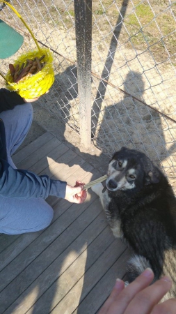 hunde226 hunde226
