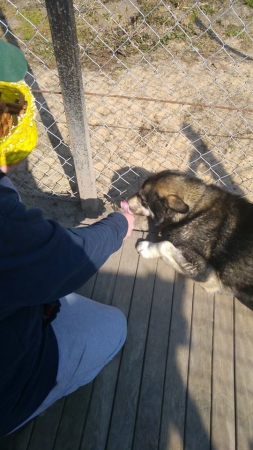 hunde227 hunde227